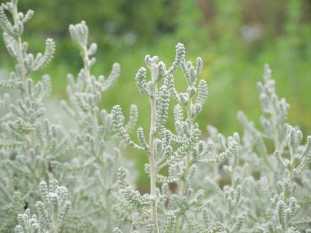 サントリナ サントリナ,ハーブ,ガーデニングの写真素材