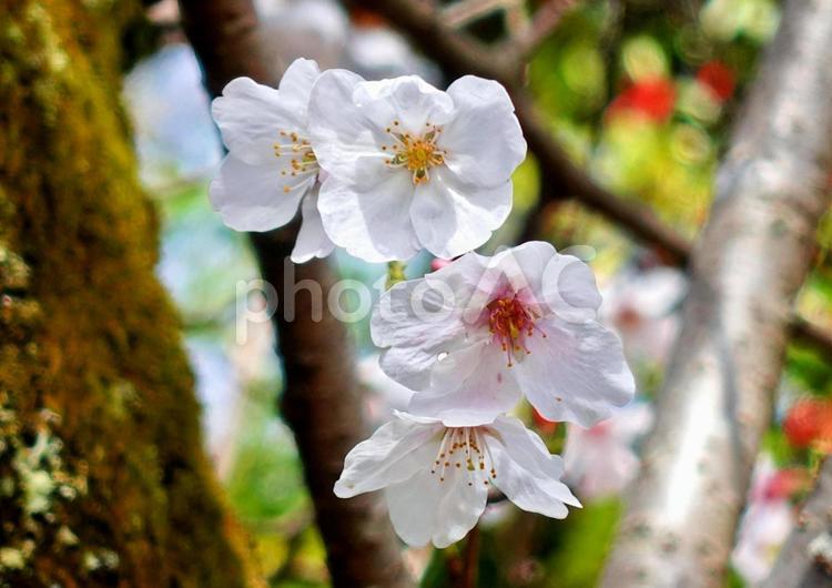 春はソメイヨシノの可憐な花びら ソメイヨシノ,花びら,春の写真素材
