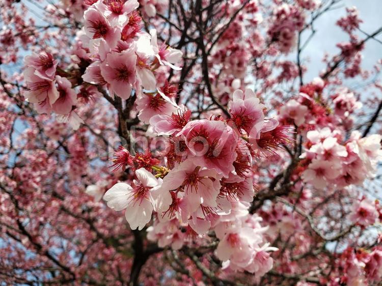 新宿外苑の桜 新宿外苑,桜,さくらの写真素材