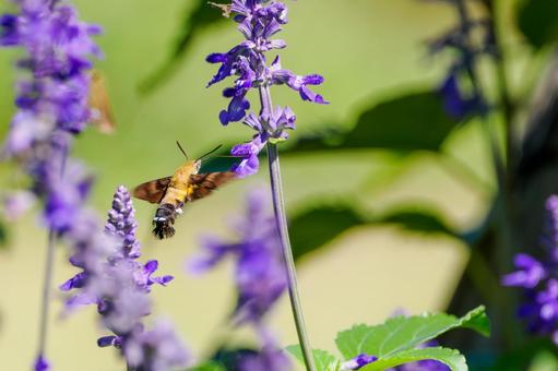 ヒメクロホウジャク(51) ヒメクロホウジャク(51)の写真