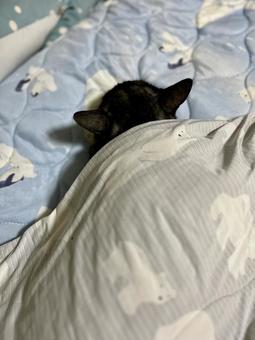夏布団で眠るヴェルちゃん 夏布団で眠るヴェルちゃん ねこ,かわいい,ペットの写真素材