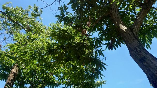 栗の木 栗の木 栗の木,栗,クリの写真素材
