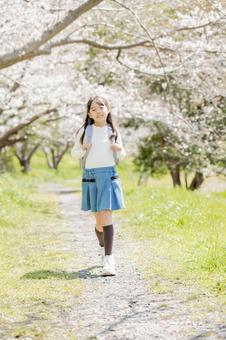 小学生と桜 小学生と桜の写真