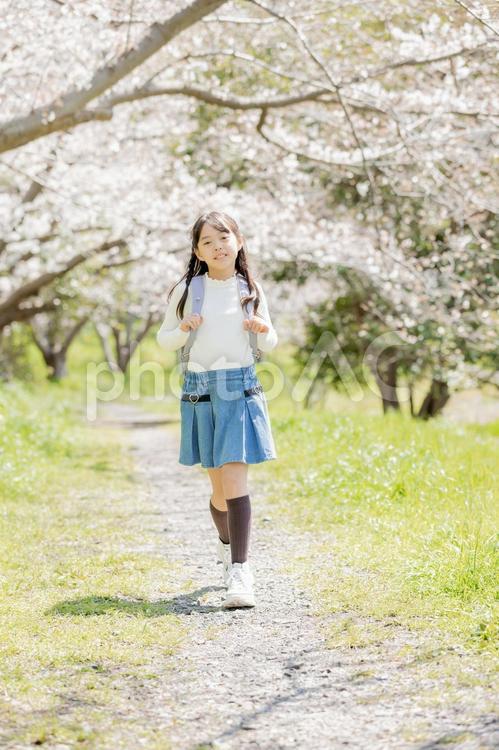 小学生と桜 小学生,桜,女性の写真素材