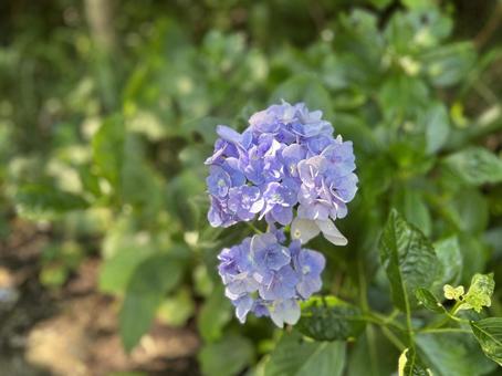 紫陽花 紫陽花の写真