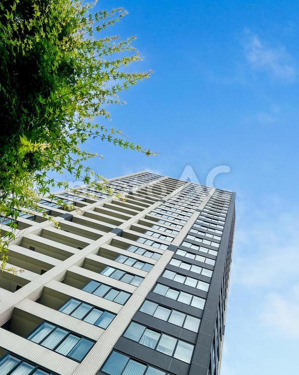 そびえる高層マンションと緑の街路樹 分譲マンション,見上げる,樹木の写真素材