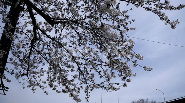 桜の木 木,悪天候,風景の写真素材
