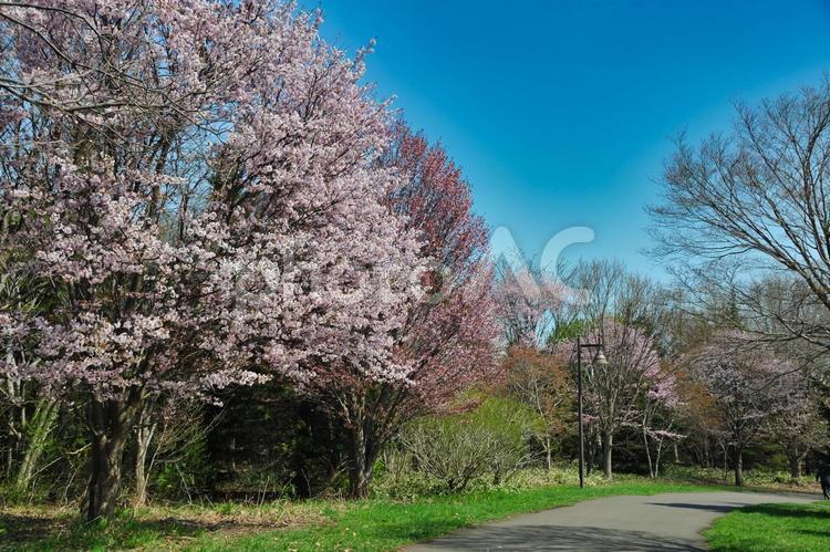 春の前田森林公園 春,前田森林公園,桜の写真素材