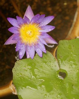 雨の日のスイレンの花 雨の日のスイレンの花の写真