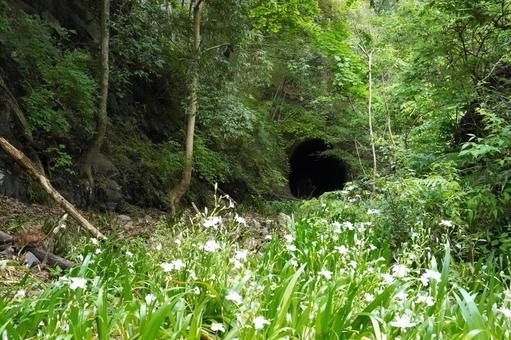 奥多摩廃線跡のトンネル 奥多摩廃線跡のトンネルの写真