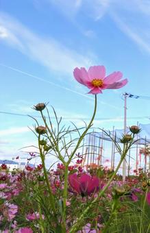Photo, cosmos, cosmos field, sky, 