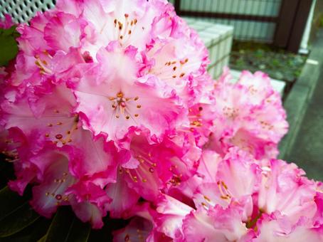 薄桃色のシャクナゲ 薄桃色のシャクナゲの写真