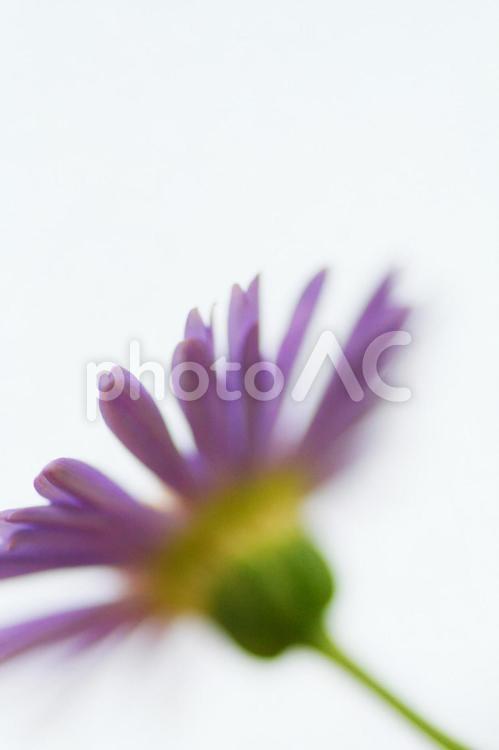春の花 深谷花フェスタ 4月 ピンクの花 ガーデニング 花畑 庭 栽培 つぼみ 蕾 No 写真素材なら 写真ac 無料 フリー ダウンロードok 春の花 深谷花フェスタ 4月 ピンクの花 ガーデニング 花畑 庭 栽培 つぼみ 蕾 No 写真素材なら 写真ac 無料 フリー ダウンロードok