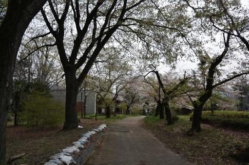 羊山公園の風景 羊山公園の風景 羊山公園,埼玉県,秩父市の写真素材