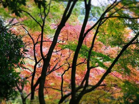 もみじ もみじの写真