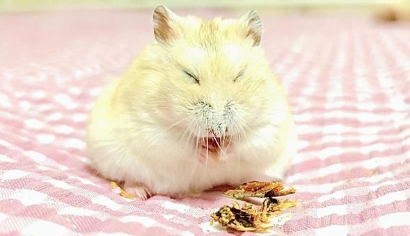 Small fish and yellow Djungarian hamster 4, JPG