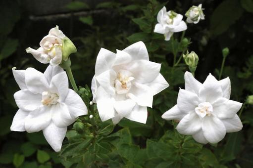 白いキキョウの花 白いキキョウの花 植物,花,桔梗の写真素材