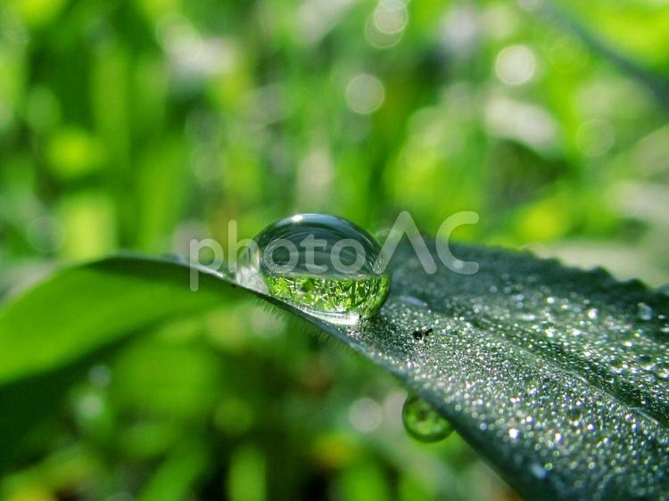 水滴と緑の葉の風景 水滴,しずく,雨の写真素材