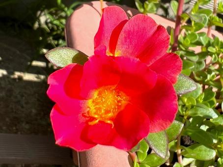 ポーチュラカ ポーチュラカ ポーチュラカ,花,赤の写真素材
