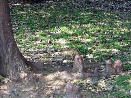 Root of a tree, root of a tree, trees, root, JPG
