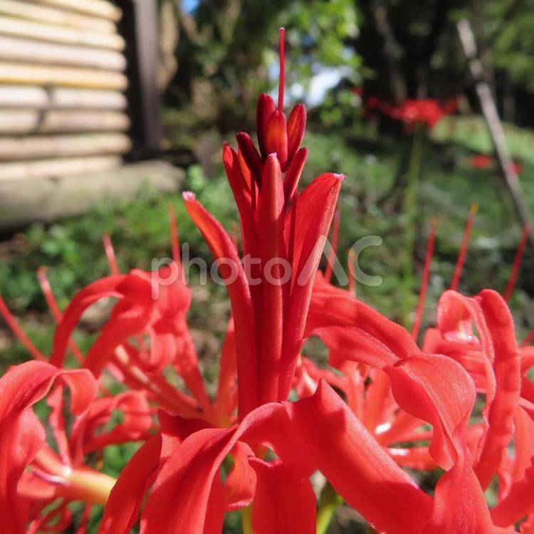 ヒガンバナ（彼岸花・曼珠沙華） ヒガンバナ,彼岸花,曼珠沙華の写真素材