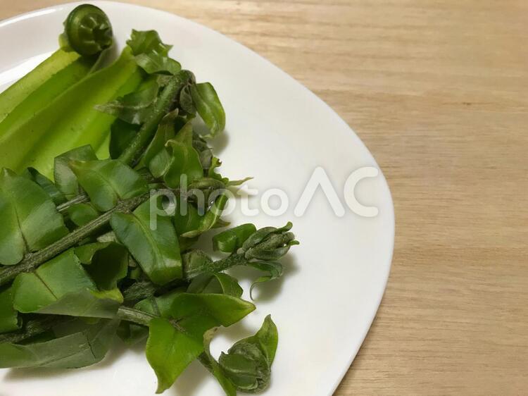 オオタニワタリと宮古ゼンマイ 山菜,沖縄,オオタニワタリの写真素材