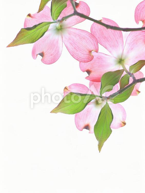 ハナミズキ　花水木　ピンクの花 花水木,ハナミズキ,花の写真素材