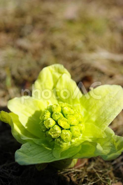 ふきのとう ふきのとう,芽吹き,フキノトウの写真素材