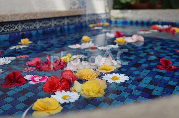 水の上の花たち 風景,自然,花の写真素材