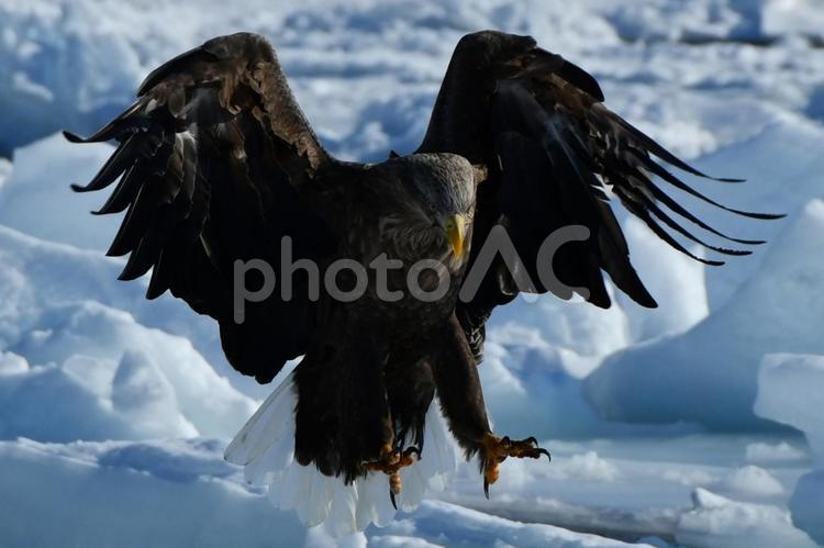 オジロワシ　獲物を求めてpart２ 鳥,野鳥,野生動物の写真素材