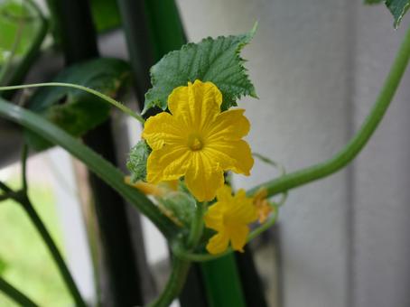 きゅうりの花の写真