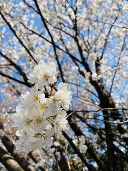 桜の写真