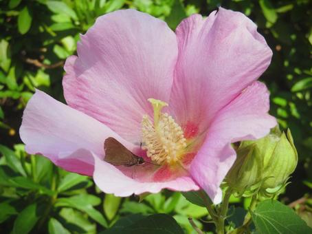 フヨウの花とセセリチョウの写真
