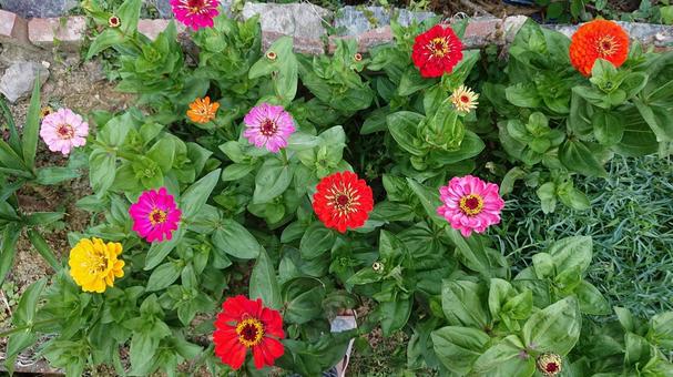 花畑 花,花壇,百日草の写真素材