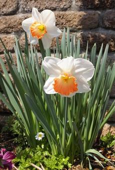 スイセン [Narcissus]-006の写真