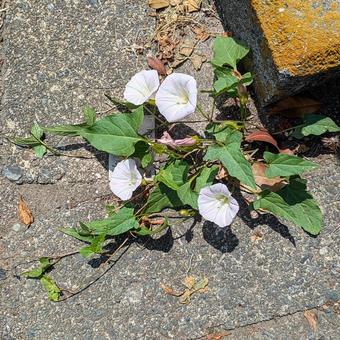 道草 ヒルガオ 道草 ヒルガオの写真