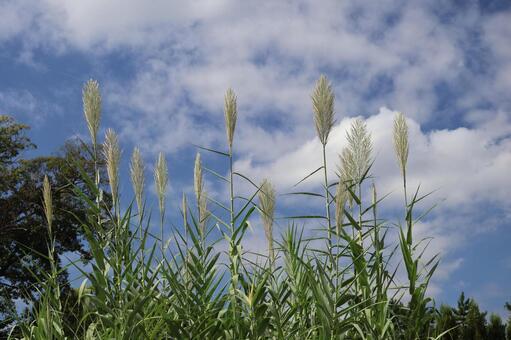 雲と青空と緑の樹とフイリダンチクの風景 雲,青空,緑の写真素材