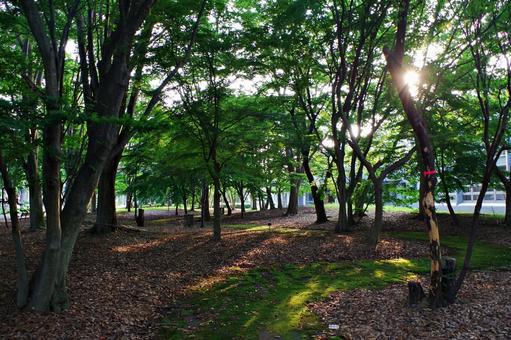 夏の公園の森にて 夏の公園の森にての写真