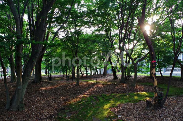 夏の公園の森にて 森,林,木陰の写真素材
