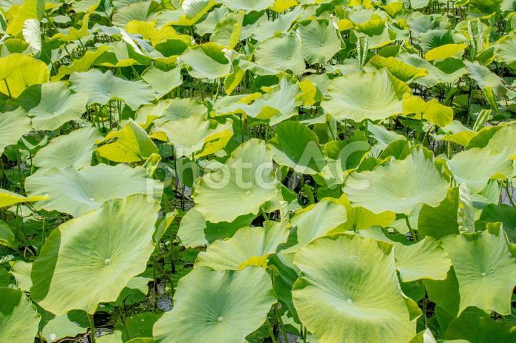 晴れた日の緑の蓮の葉 池,蓮池,蓮の写真素材