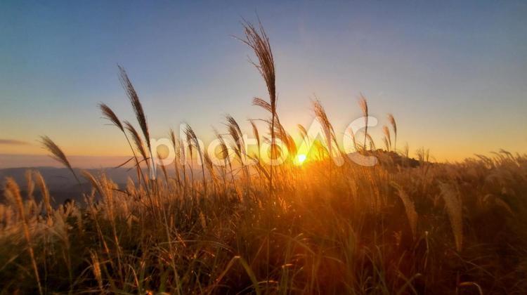 生石高原の夕日のすすき すすき,夕日,壁紙の写真素材