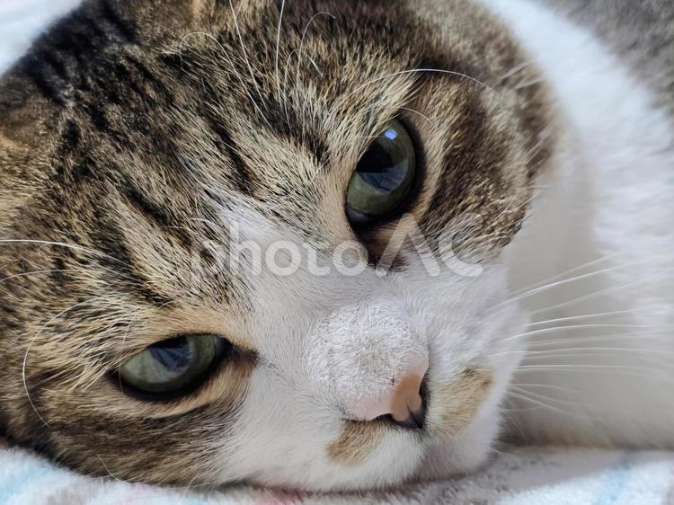 まったりする猫 猫,ネコ,ペットの写真素材