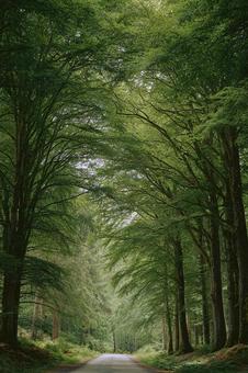 光が差し込む深い緑の森林風景 光が差し込む深い緑の森林風景の写真