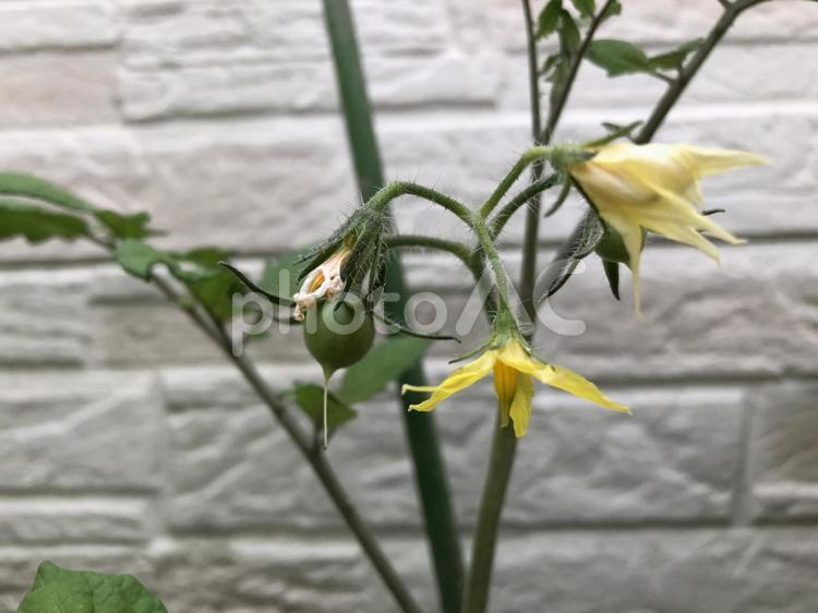 トマトの実と花 トマト,鮮やか,黄色の写真素材