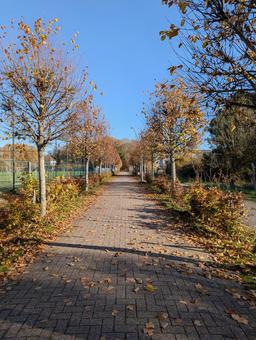 秋の散歩道 秋,風景,晴れの写真素材