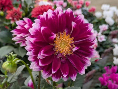 美しいダリア 美しいダリア ダリア,大輪,花の写真素材