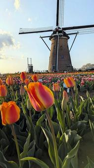 Tulip Festival at Sakura Furusato Square 01, sakura furusato square, festival, tulip, JPG