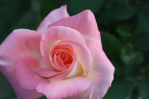 Photo, rose, rose of pink, pink flowers, 