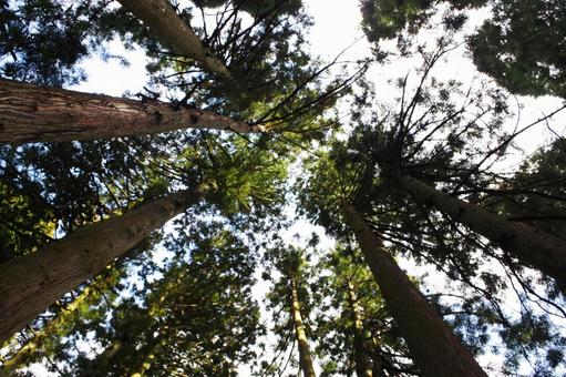 Photo, wood, forest, woods, 