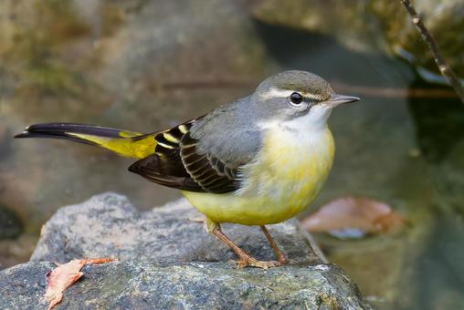 水場に来たキセキレイ キセキレイ,黄鶺鴒,セキレイの写真素材